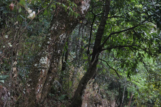 Wuliang Shan: The Forgotten Cradle of Puerh Tea