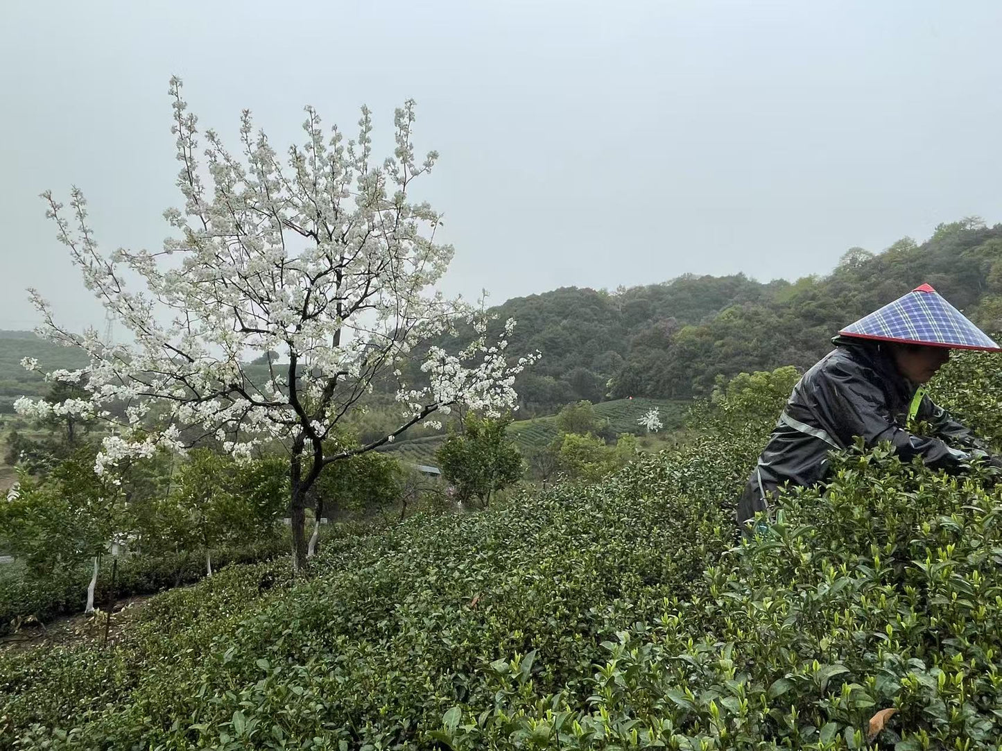 2025 Pre-Qingming Dragonwell