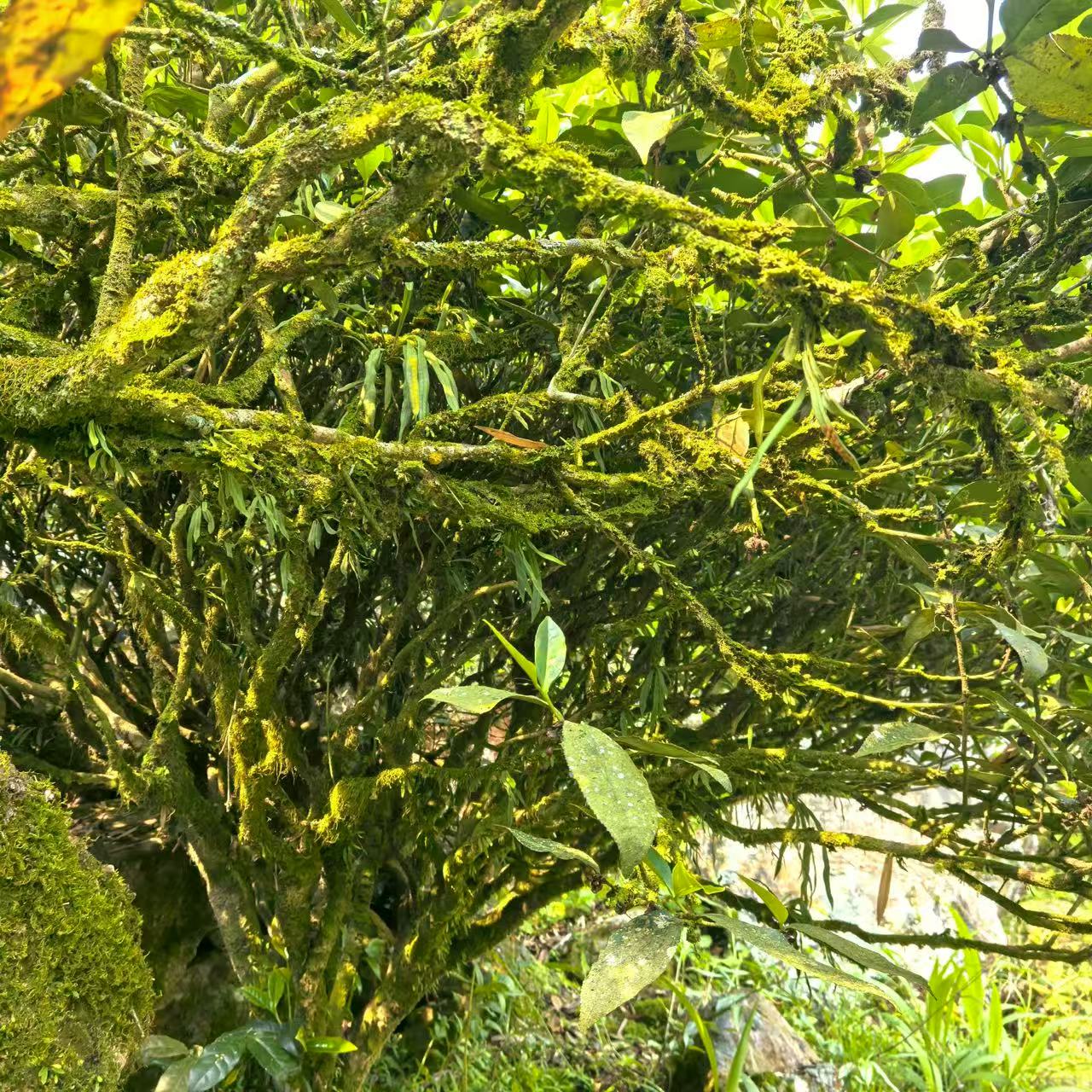 100-year Old Bush Zhangping Shui Xian
