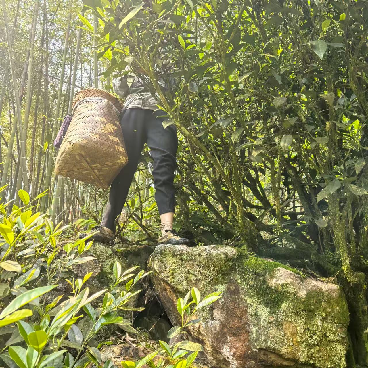 100-year Old Bush Zhangping Shui Xian