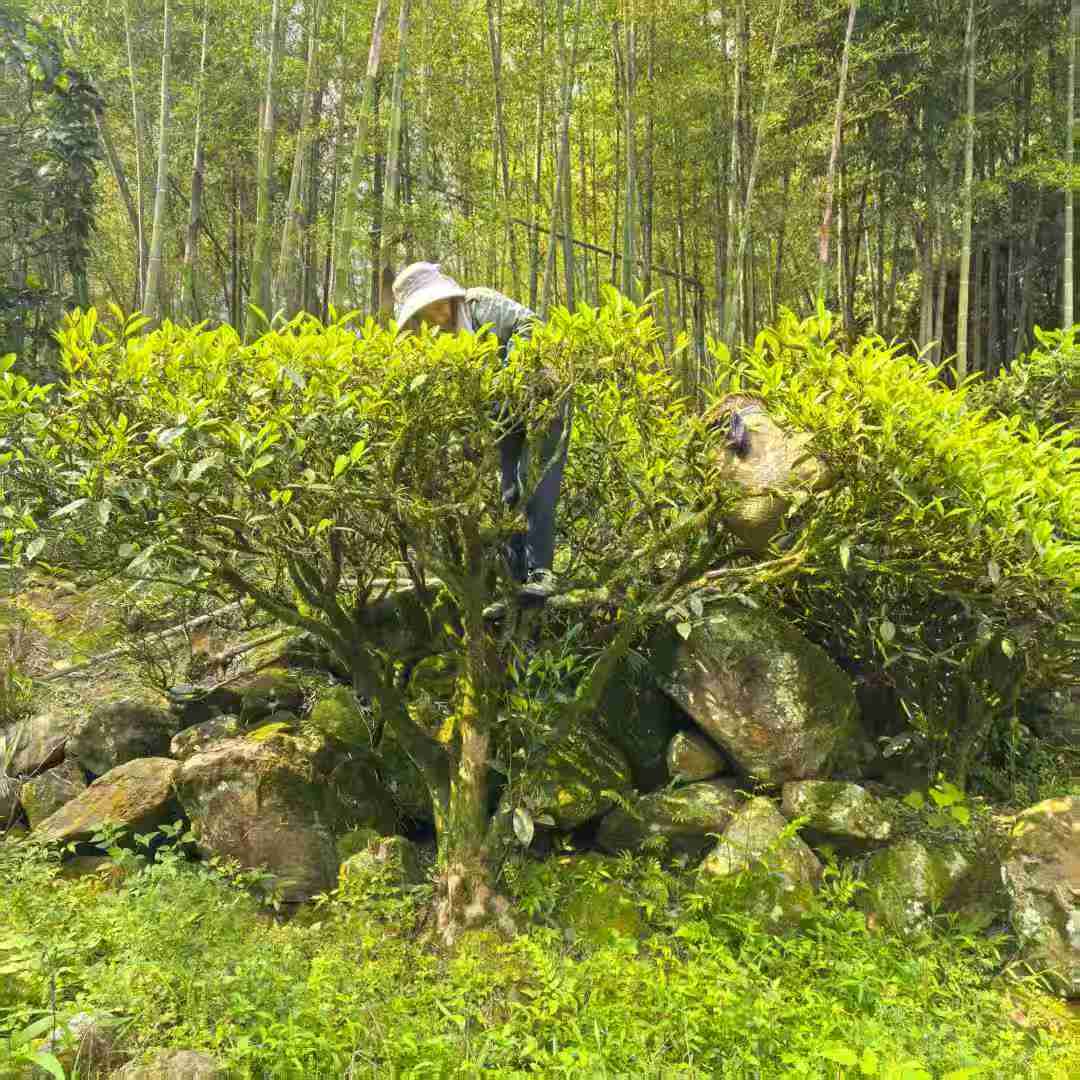 100-year Old Bush Zhangping Shui Xian