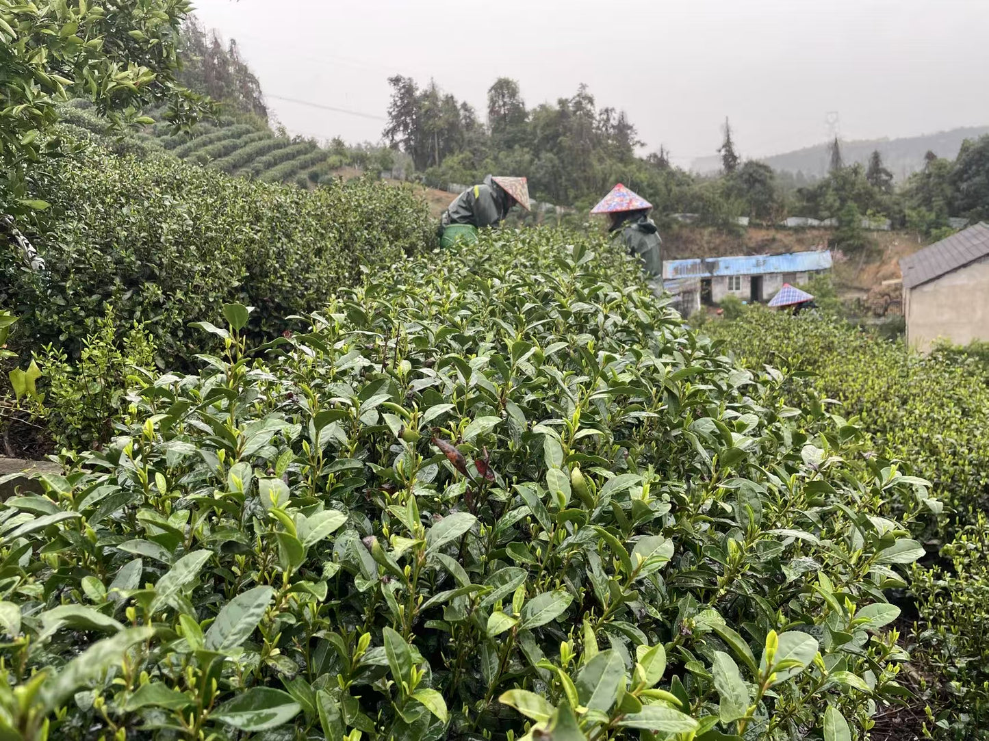 2025 Pre-Qingming Dragonwell