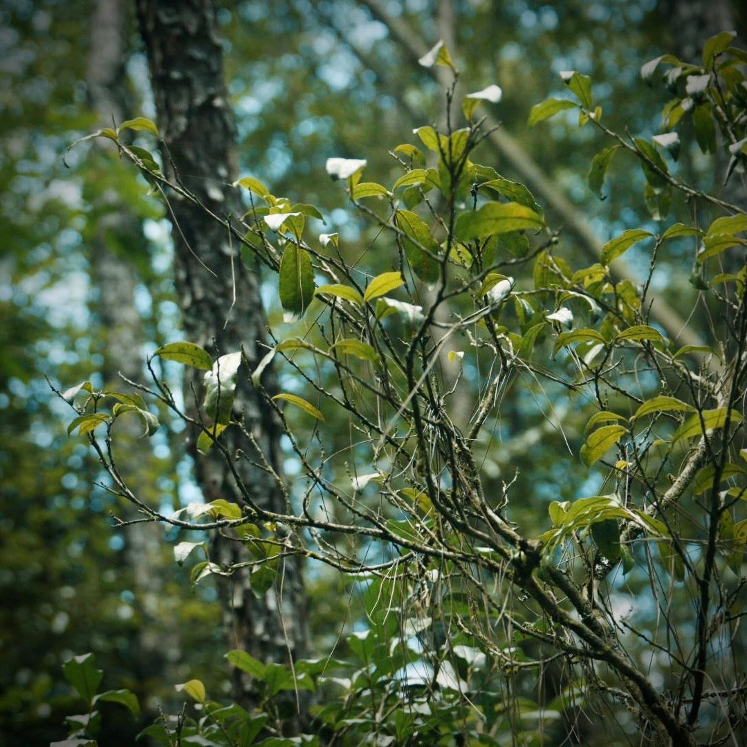 Old Bush Tanyang Gongfu