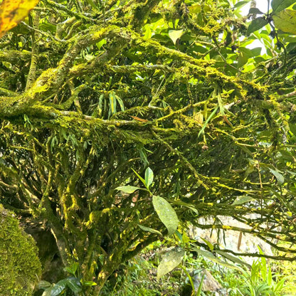 100-year Old Bush Zhangping Shui Xian
