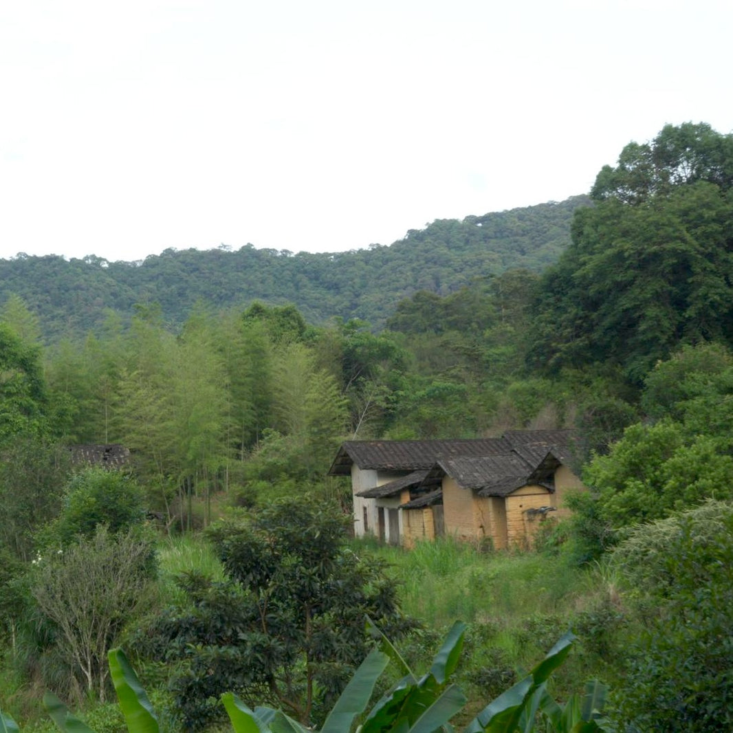 Minnan Oolongs