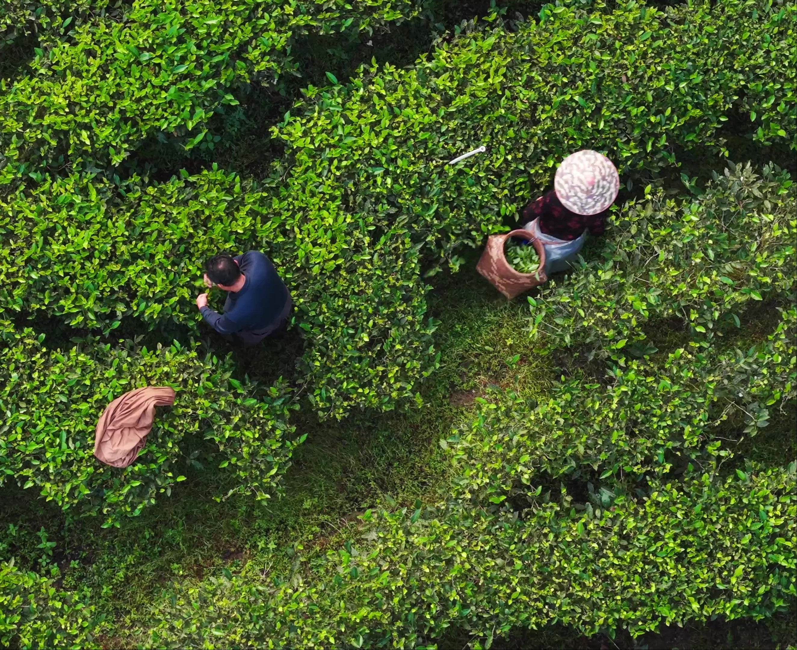 Aerial view of people working in a tea plantation.